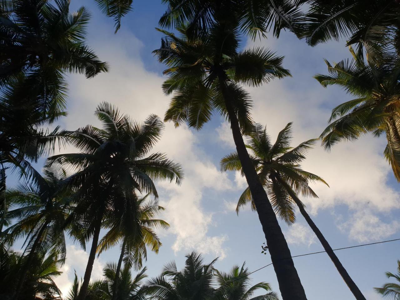 Palm Forest Palolem Εξωτερικό φωτογραφία